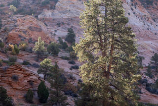 Backlit Ponderosa pines in Clear creek area of Zion National Park, Utah 