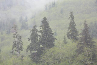 Mist Descending