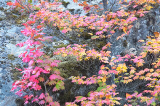 Muted Maple