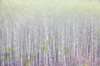 Of Green