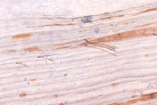 colourful and interesting patterns on the sandstone of the Clear Creek area in Zion National Park, Utah