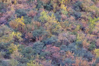 intimate landscape image of flora in main canyon of Zion national park with pastel rainbow colours
