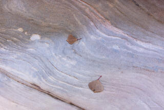 Ponderosa pine needles arranged on colourful and interesting patterns on the sandstone of the Clear Creek area in Zion National Park, Utah