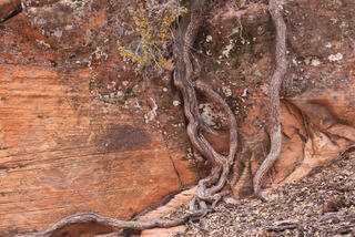 Tree and desert oak growing along a crack in the sandstone in the Clear Creek area of Zion National Park, Utah
