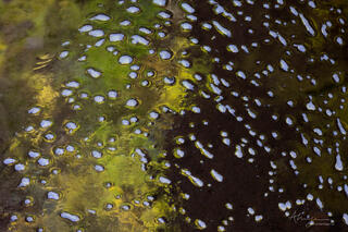 reflections of trees in the water with foam bubbles along Pine Creek in Zion National Park, Utah