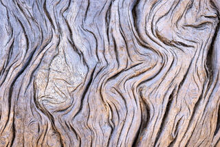 patterns under the bark of a old dead tree resembling topographic lines in a wash in the Clear Creek area of Zion National Park, Utah