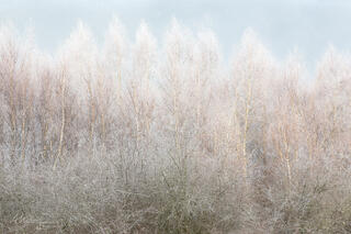 winter trees with bare branches, covered in a layer of rime ice.