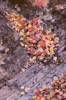 Fallen red maples leaves and yellow cottonwood leaves on sandstone in a wash in the Clear Creek area of Zion National Park, Utah