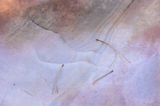 Ponderosa pine needles arranged on colourful and interesting patterns on the sandstone of the Clear Creek area in Zion National Park, Utah