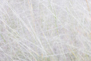intimate landscape image of soft feather grasses with pastel green colour in Zion Canyon