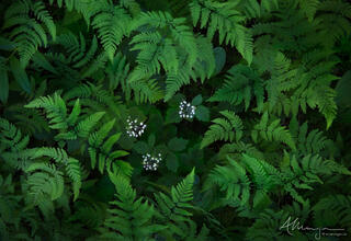 A ring of ferns around 3 small white flowerheads