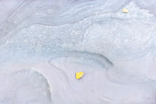 Two yellow cottonwood leaves on colourful and interesting erosion patterns on the sandstone of the Clear Creek area in Zion National Park, Utah