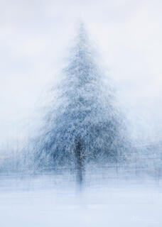 A Pep Ventosa technique image of a large Douglas fir under snow