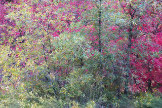 Red autumn maple tree and Oak tree with leaves turning from green to yellow in a canyon in the Clear Creek area of Zion National Park, Utah