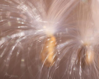 Shallow depth of field macro of milkweed seeds in bright light