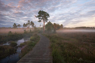 Pink skies and mist at sunrise looking across wetlands towards a stand of pine trees at Thursley Common in Southern England 