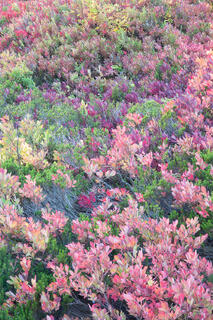 Sweeping Autumn