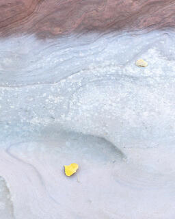 ----	Two yellow cottonwood leaves on colourful and interesting erosion patterns on the sandstone of the Clear Creek area in Zion National Park, Utah