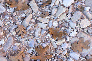 intimate landscape scene of brown leaves evenly spread over small blue rocks in a wash in the Clear Creek area of Zion National Park