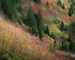 A mountain Ash (Rowan) in Autumn against colourful scree slopes in the North Cascades, Washington State