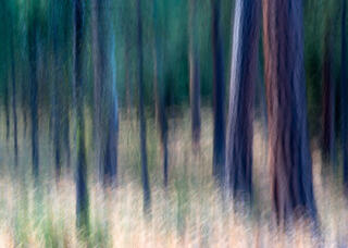 Intentional camera movement in a ponderosa pine forest in central Oregon in Autumn.  