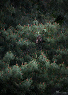 a pair of pine cones hanging down from a tree at Kew gardens, England