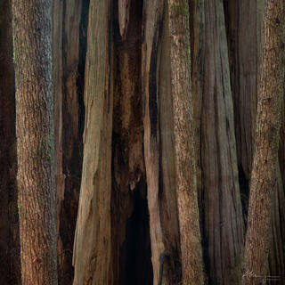 Three tree trunks are dwarfed by a red cedar trunk behind them
