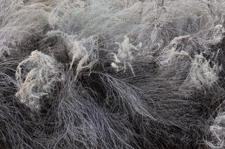 Portrait of sagebrush shapes in Pine Creek area of Zion National Park, Utah