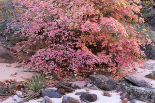 Red Pink autumn maple tree and yucca in a wash in the Clear Creek area of Zion National Park, Utah