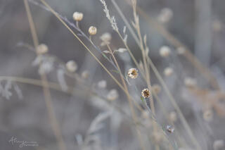 intimate landscape image of soft feather grasses and dried seed heads with pastel green green colour in Zion Canyon