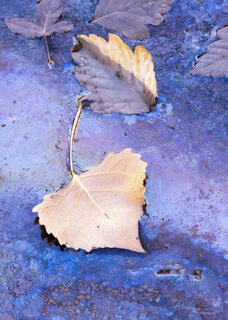 brown cottonwood leaves lying in pool of water covered in a film of colourful bio oils
