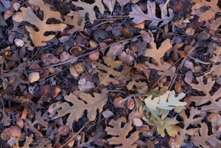 Colourful oak leaves and acorns decaying on the ground in a wash in the Clear Creek area of Zion National Park