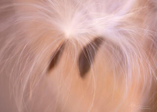 Shallow depth of field macro of milkweed seeds in Zion National Park, Utah