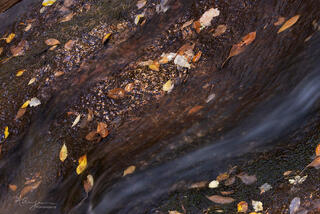moving water over sandstone with autumn leaves in Zion Canyon