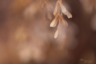 shallow depth of field close up of maple seeds hanging on a tree in Zion National Park