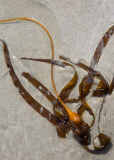 Bull kelp shines an amber colour in the string sunlight hitting the beach in Tofino, British Columbia