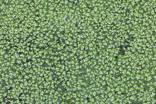 duckweed in pond