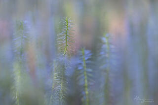 pastel shallow depth mosses