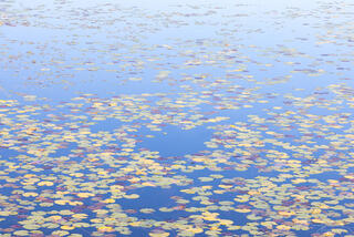 lily pads in pond with blue reflected from sky