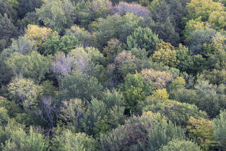 autumn tree canopy