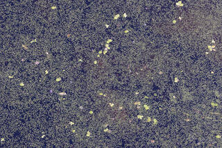 close up of duckweed in a pond