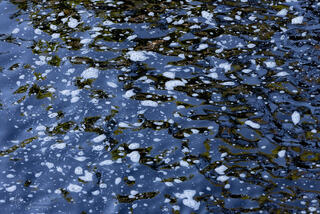 foam and reflections in creek
