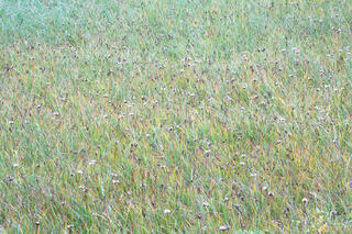 Verdant Grasses