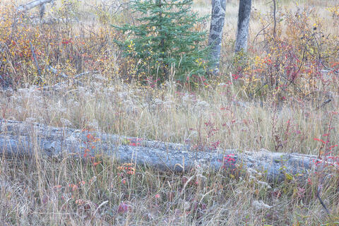 Arboreal