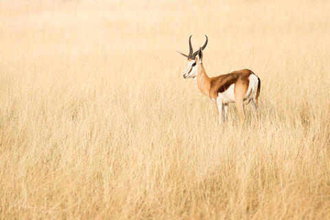 Wildlife