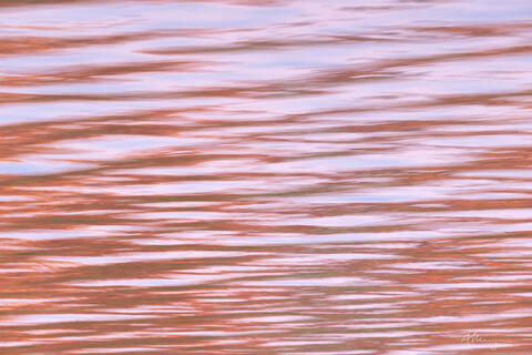 Apricot Blush