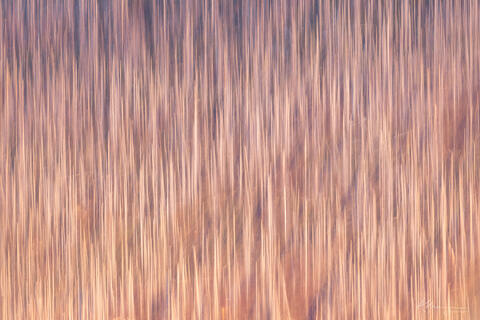Bathed In Silence