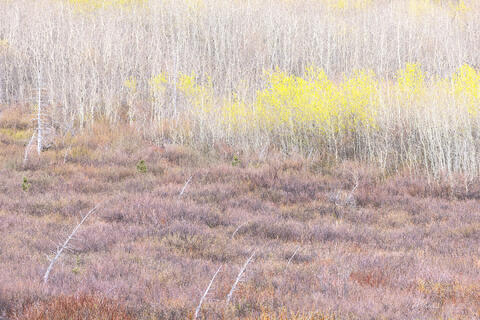 spring willow and aspen emerging at the edge of a bog.