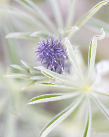 Newness of Summer 