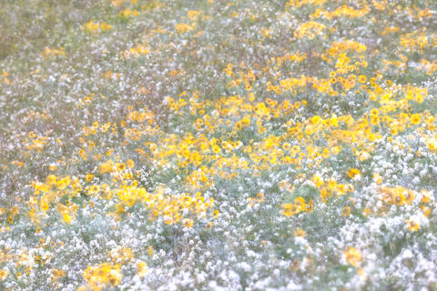 Prairie Medicine